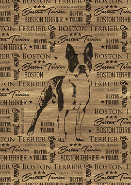 Boston Terrier dog