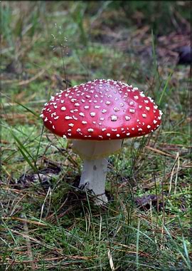 Amanita