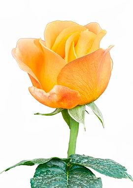 yellow roses in bloom