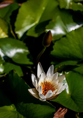 Lotus