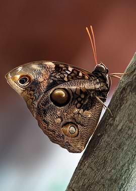 Pretty exotic butterfly