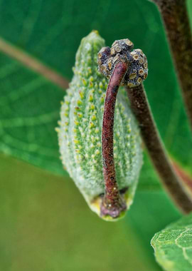 Milkweed Pod 1