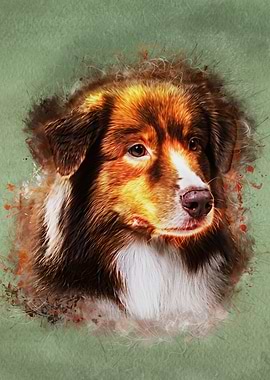 Australian Shepherd
