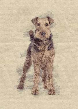 Airedale Terrier sketch