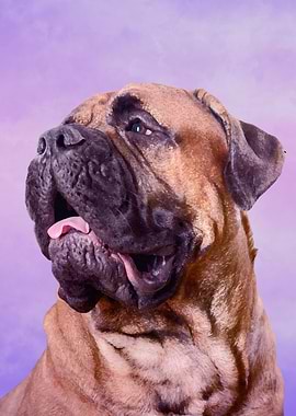 Bullmastiff dog