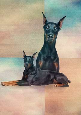 Doberman Pinscher - Doberm