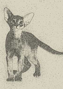 Abyssinian kitten dotted