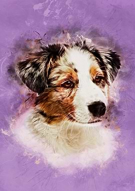 Australian Shepherd