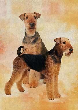 Airedale Terriers