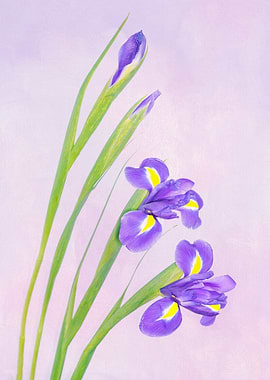 Beautiful Iris