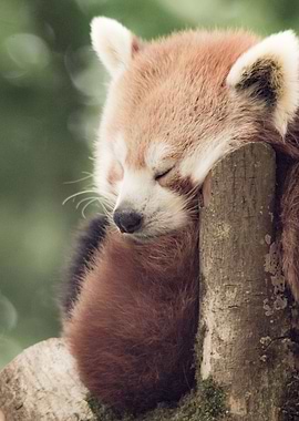 Red Panda