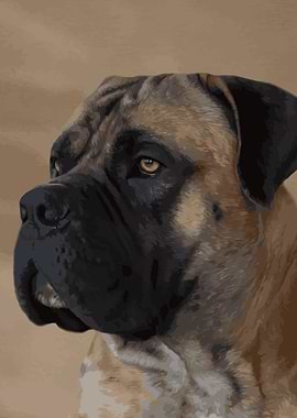 Boerboel