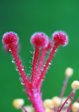 Fluffy pestle, macro