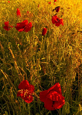 Lost Poppies