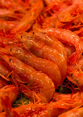 Shrimps