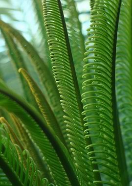 A young palm in the garden