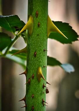 Rose Thorns 5