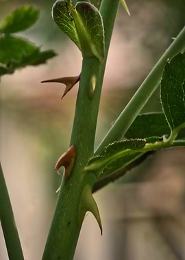 Rose Thorns 1