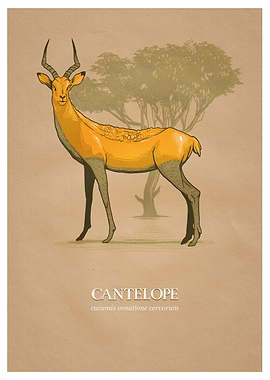 Cantelope