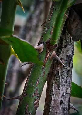Rose Thorns 4