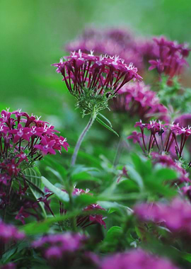 Flowers in the garden