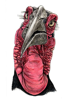 SOUTHERN GROUND HORNBILL