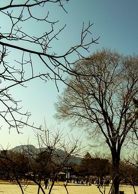 dry tree in winter time