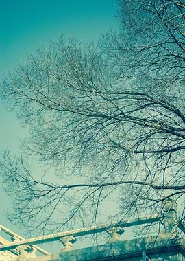dry tree in winter time