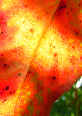 Sunny red and yellow leaf