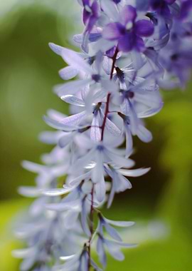 Petrea blooming
