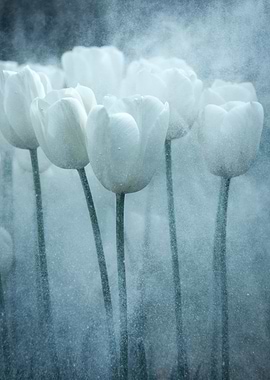 White Tulips