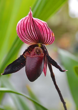 Slipper Orchid