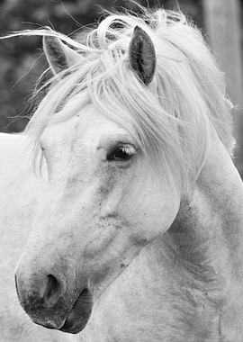 Whisky Mac by Clare Bevan