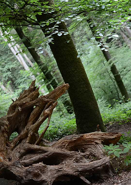 Old root on forest floor