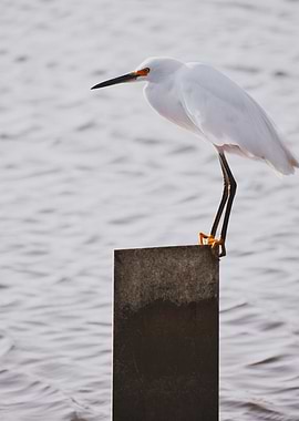 Snowy Egret I