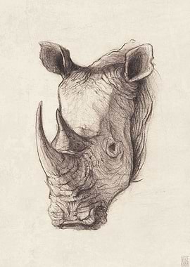 rhinoceros
