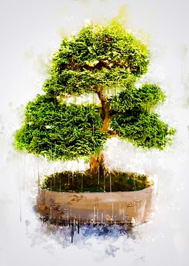 Bonsai Tree
