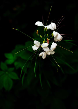 Strange White Flower