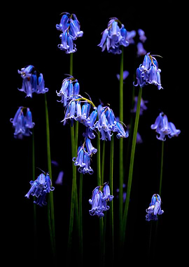 Blue Bells