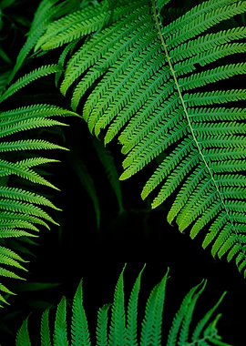 Fern leaf green foliage