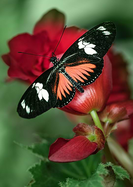 Pretty butterfly on plant