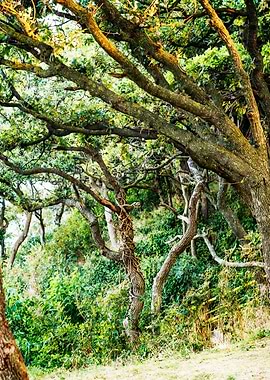 illuminated by the rising