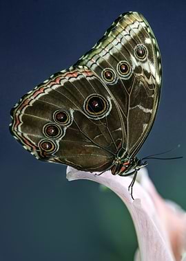 Pretty Big butterfly