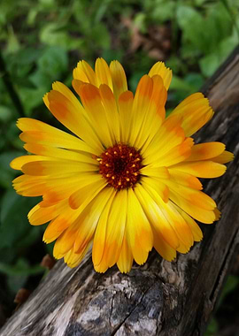 marigold on log