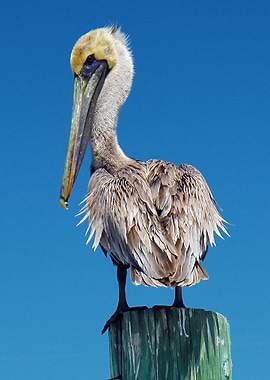 Pelican on a Pier