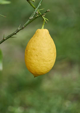 yellow lemon on tree