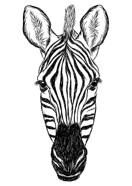 Black and white zebra