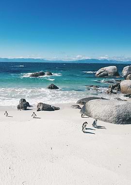 Cape Town Penguins