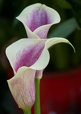 colored calla lily in the