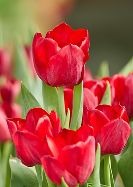tulip flower in spring in